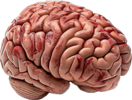 ai generado humano cerebro anatómico modelo png