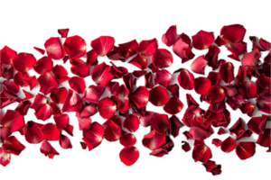 AI generated Red Rose Blossoms and Scattered Petals png