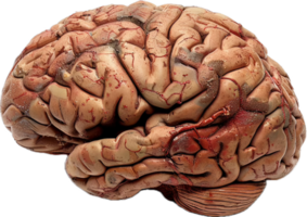 ai generado humano cerebro anatómico modelo png