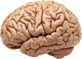 ai generato umano cervello anatomico modello png