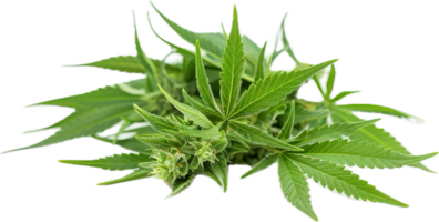 AI generated Cannabis Plant with Visible Buds png