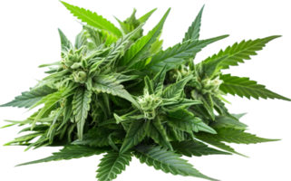 ai generiert Cannabis Pflanze mit sichtbar Knospen png