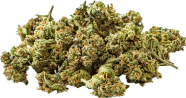 AI generated Harvested Cannabis Buds with Leaves png