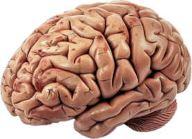 ai generado humano cerebro anatómico modelo png