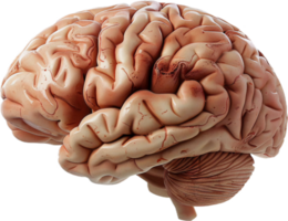 ai gerado humano cérebro anatômico modelo png