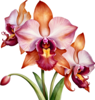 AI generated Watercolor painting of a Monkey Face Orchid flower. png