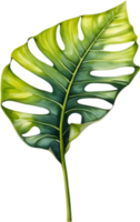 AI generated Watercolor painting of the Alocasia Amazonica leaf. png