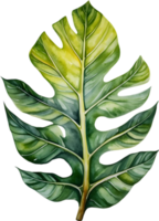 AI generated Watercolor painting of the Alocasia Amazonica leaf. png