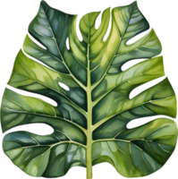 AI generated Watercolor painting of the Alocasia Amazonica leaf. png