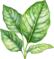 AI generated Watercolor painting of the Arrowhead plant. png