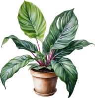 AI generated Watercolor painting of the Calathea Roseopicta plant. png