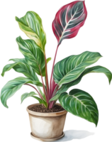 ai gerado aguarela pintura do a Calathea roseopicta plantar. png