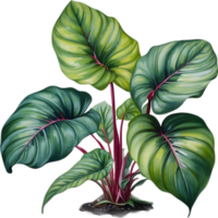 AI generated Watercolor painting of the Calathea Roseopicta plant. png