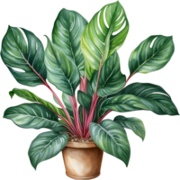 AI generated Watercolor painting of the Calathea Roseopicta plant. png