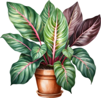 AI generated Watercolor painting of the Calathea Roseopicta plant. png