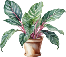 AI generated Watercolor painting of the Calathea Roseopicta plant. png