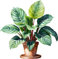 AI generated Watercolor painting of the Calathea Roseopicta plant. png