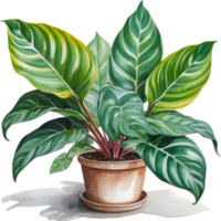 AI generated Watercolor painting of the Calathea Roseopicta plant. png