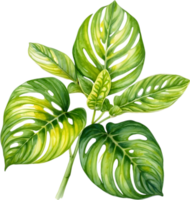 AI generated Watercolor painting of the Lemon Lime Maranta leuconeura plant. png