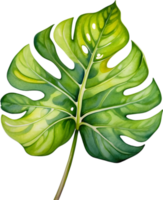 AI generated Watercolor painting of the Lemon Lime Maranta leuconeura plant. png