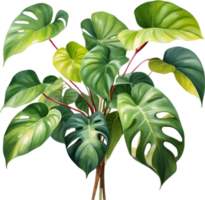 AI generated Watercolor painting of the Philodendron Brasil plant. png