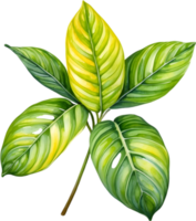 ai generato acquerello pittura di il Limone lime maranta leuconeura pianta. png