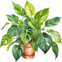 ai généré aquarelle La peinture de le philodendron brasil plante. png