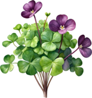 AI generated Watercolor painting of the Purple Shamrock plant. png