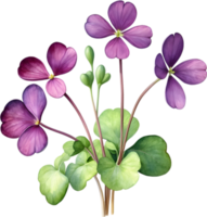 AI generated Watercolor painting of the Purple Shamrock plant. png