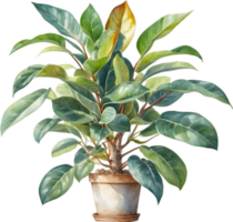 AI generated Watercolor painting of the Variegated Rubber Plant. png