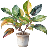 AI generated Watercolor painting of the Variegated Rubber Plant. png