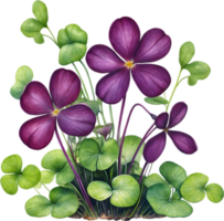 AI generated Watercolor painting of the Purple Shamrock plant. png