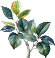 AI generated Watercolor painting of the Variegated Rubber Plant. png