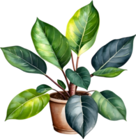 AI generated Watercolor painting of the Variegated Rubber Plant. png