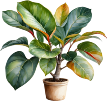 AI generated Watercolor painting of the Variegated Rubber Plant. png