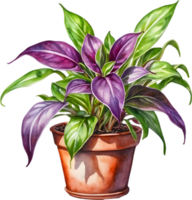 AI generated Watercolor painting of the Wandering Jew Plant. png