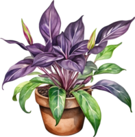 AI generated Watercolor painting of the Wandering Jew Plant. png