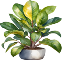 AI generated Watercolor painting of the Variegated Rubber Plant. png