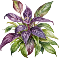 AI generated Watercolor painting of the Wandering Jew Plant. png