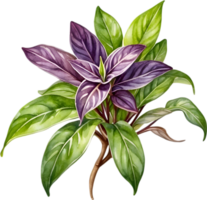 AI generated Watercolor painting of the Wandering Jew Plant. png