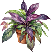 AI generated Watercolor painting of the Wandering Jew Plant. png