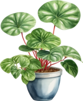 AI generated Watercolor painting of the Watermelon Peperomia Plant. png