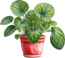 ai généré aquarelle La peinture de le pastèque peperomia plante. png