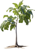 ai genererad äggplanta träd, vattenfärg målning av ett äggplanta träd. png