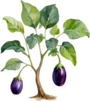 ai gegenereerd aubergine boom, waterverf schilderij van een aubergine boom. png