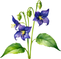 AI generated Nightshade Flowers, Close-up painting of Nightshade Flowers. png