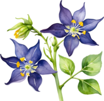 AI generated Nightshade Flowers, Close-up painting of Nightshade Flowers. png