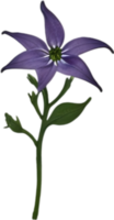 AI generated Nightshade Flowers, Close-up painting of Nightshade Flowers. png