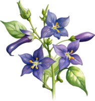 ai generiert Nachtschatten Blumen, Nahansicht Gemälde von Nachtschatten Blumen. png