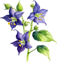 ai generiert Nachtschatten Blumen, Nahansicht Gemälde von Nachtschatten Blumen. png